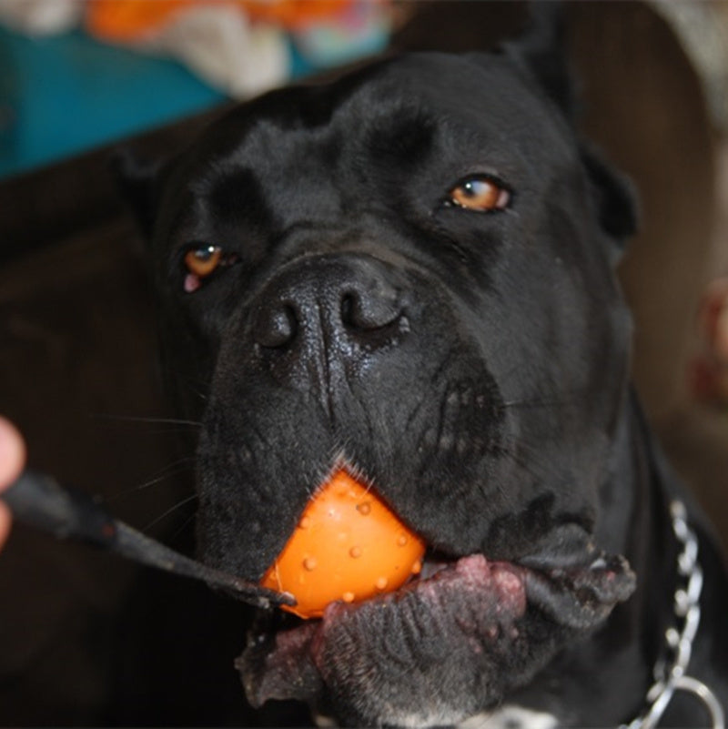 Durable Rubber Training Ball – Bite-Resistant & Fun! 🐶🎾