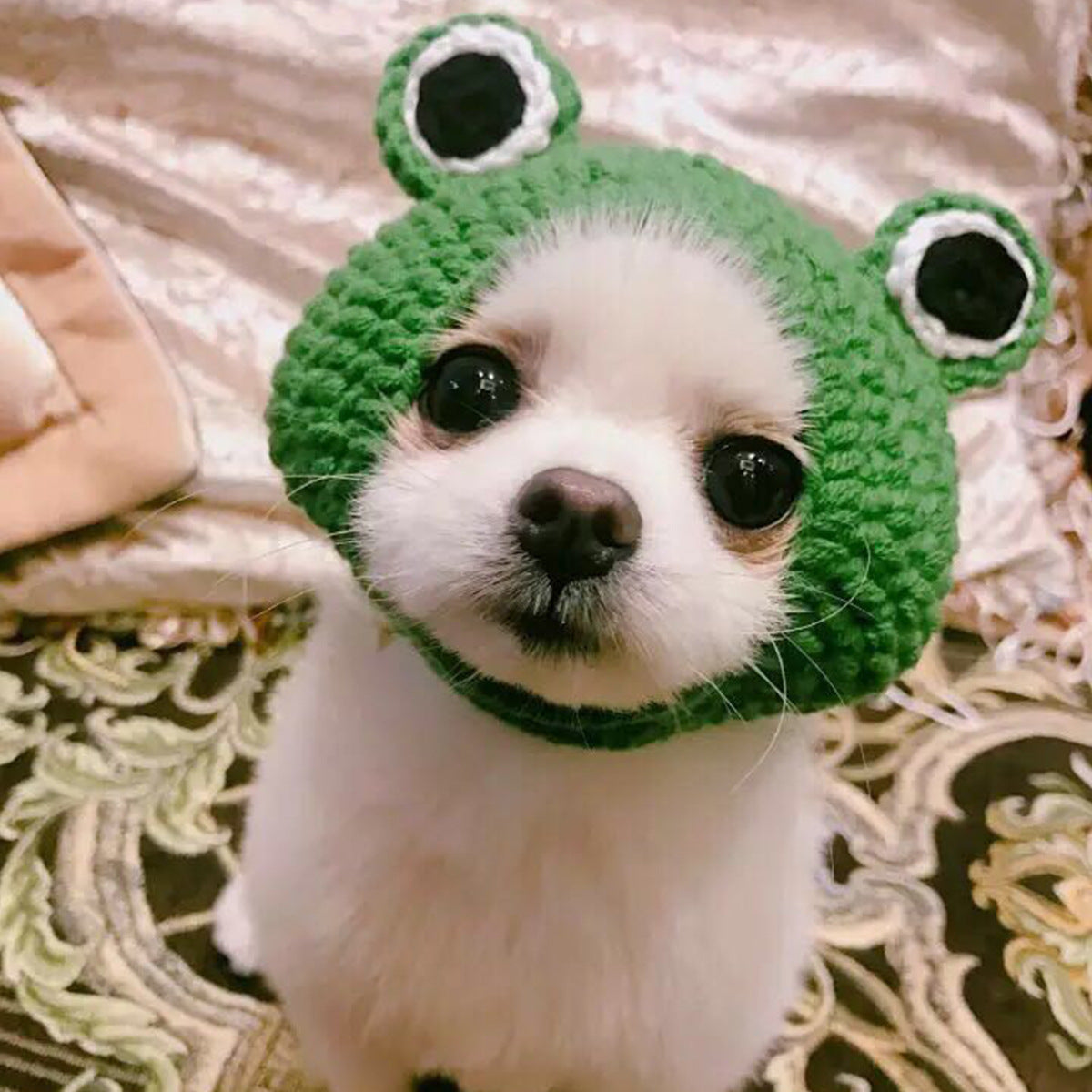 Knitted Wool Pet Hat Photo  Frog Headdress